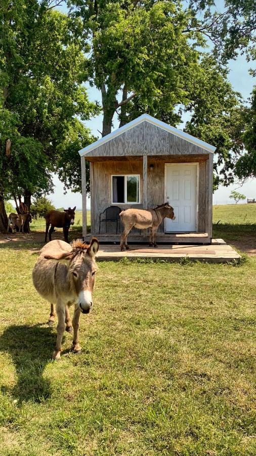 Tiny Cabin At The Donkeyranch Medicine Park Ngoại thất bức ảnh
